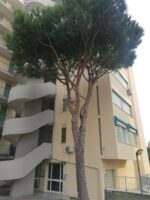 L. ESTENSI - BILOCALE RISTRUTTURATO VISTA MARE - RIF F23 - immagine 13